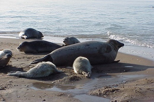 Iran calls for Caspian littoral states to save Caspian seals