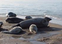 Iran calls for Caspian littoral states to save Caspian seals