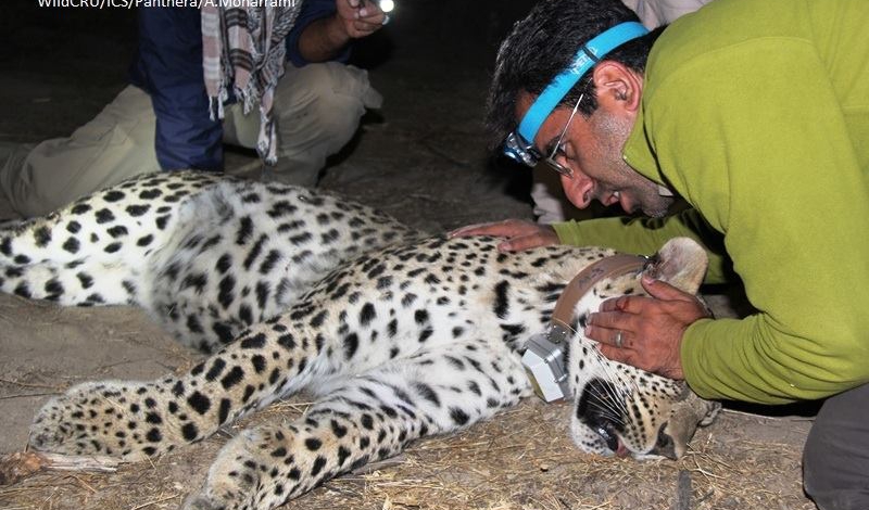 Two Persian leopards have been fitted with GPS tracking neckbands