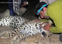Two Persian leopards have been fitted with GPS tracking neckbands