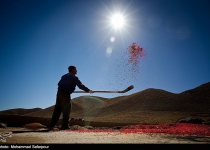 Photos: Berberis harvest in Iran  <img src="https://cdn.theiranproject.com/images/picture_icon.png" width="16" height="16" border="0" align="top">