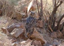 First sighting of long-eared owl in Sistan