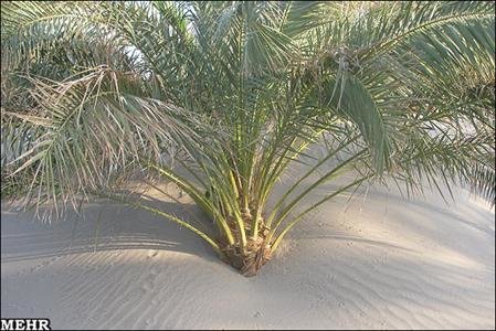 Sand dunes claim homes in Kerman desert