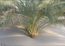 Sand dunes claim homes in Kerman desert