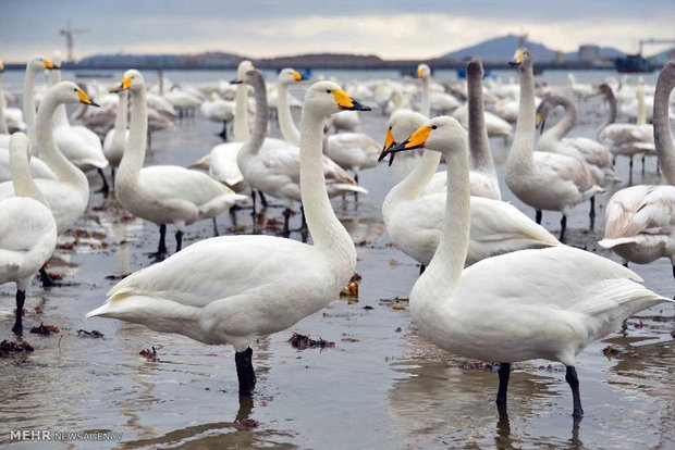 Huge number of swans taking shelter at Surkhrud Wetland