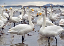 Huge number of swans taking shelter at Surkhrud Wetland