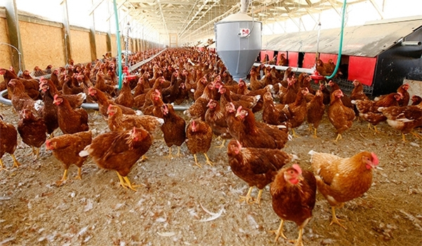 Russia bans imports of US poultry meat