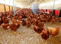 Russia bans imports of US poultry meat