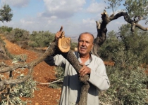 Israelis chop down olive trees in Palestinian village