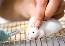 Iranian researcher develops stem cell-derived neuron transplants reducing mice seizures