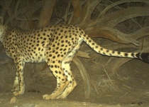 Another asiatic cheetah sighted in Yazd 