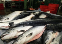 Russia may start fish imports from Iran this month: Agriculture official