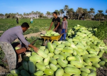 Photos: Harvesting watermelons for Shab-e Yalda  <img src="https://cdn.theiranproject.com/images/picture_icon.png" width="16" height="16" border="0" align="top">