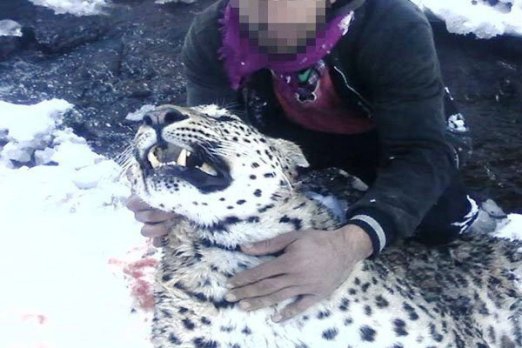 Persian leopard hunter ends up in jail; 42 months behind bars