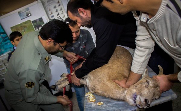 Park rangers give an injured wild goat life-saving stitches