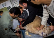 Park rangers give an injured wild goat life-saving stitches