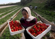 Israeli blockade badly harms Gaza farming
