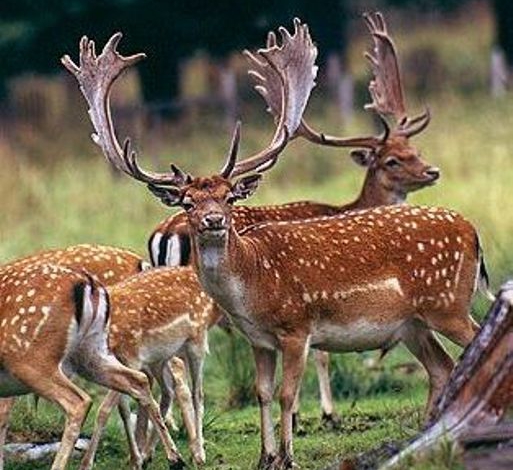 Chalous to become largest deer breeding in ME