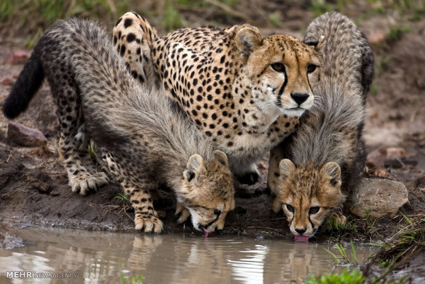 Camera traps capture 4 new Asiatic Cheetahs in Iran 