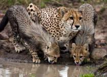 Camera traps capture 4 new Asiatic Cheetahs in Iran 