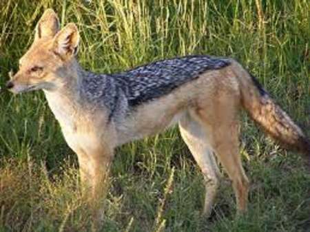 Wild jackal attacks eight people in Bajestan