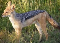 Wild jackal attacks eight people in Bajestan