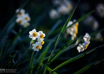 Photos: Narcissus of Shiraz  <img src="https://cdn.theiranproject.com/images/picture_icon.png" width="16" height="16" border="0" align="top">