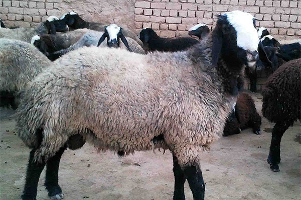 South Khorasan exports livestock to Oman
