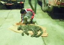 Two Leopards die within 10 days