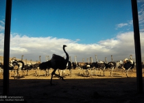 Photos: Ostrich farming in Iran  <img src="https://cdn.theiranproject.com/images/picture_icon.png" width="16" height="16" border="0" align="top">