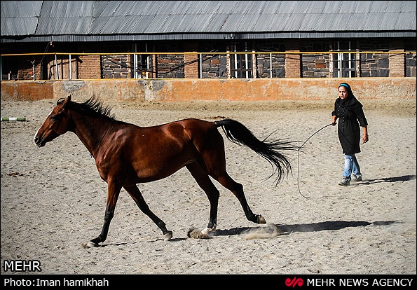 Alborz Province to promote equestrian and polo