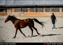 Alborz Province to promote equestrian and polo