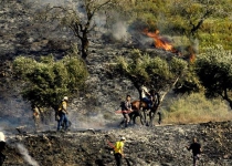 Israelis settlers chop down 45 olive trees in West Bank