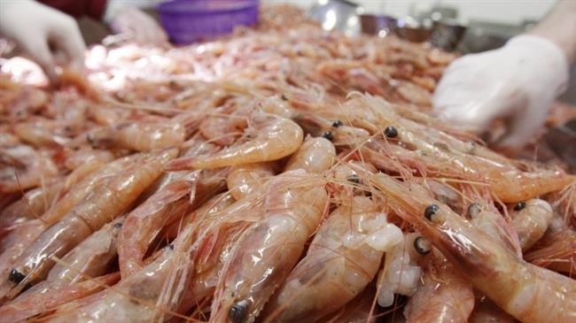 Iran exports 30 tons of shrimps to Russia