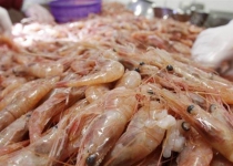 Iran exports 30 tons of shrimps to Russia