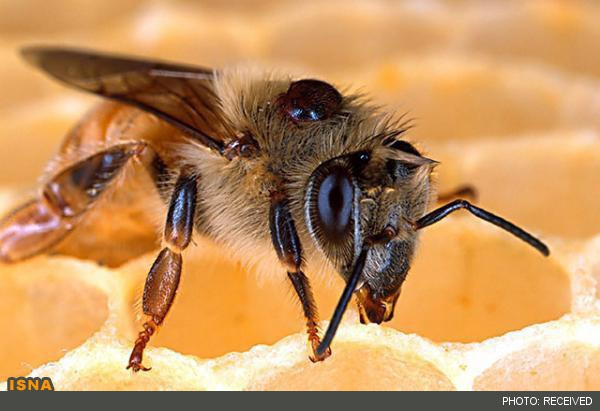 Iran obtains queen bee artificial insemination expertise as world