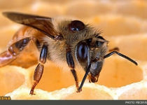 Iran obtains queen bee artificial insemination expertise as world