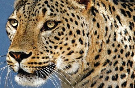 Destruction of habitats in W Azarbaijan reduces panther population