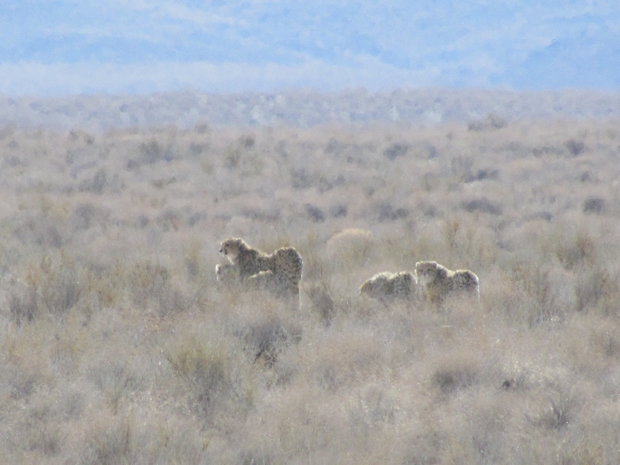 Female Asiatic cheetah, 3 cubs sighted in Turan National Park