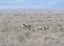 Female Asiatic cheetah, 3 cubs sighted in Turan National Park