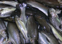 Iran to export 100 tons of trout to Russia