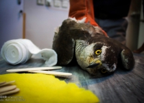Photos: Goshawk rescue  <img src="https://cdn.theiranproject.com/images/picture_icon.png" width="16" height="16" border="0" align="top">