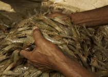 Iran, Russia discuss shrimp export