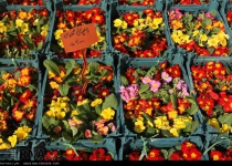 Photos: Iran