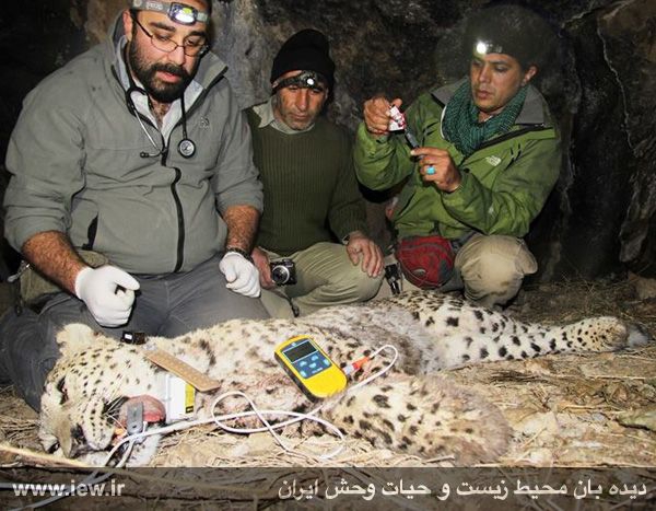 Borzoo, a 3rd Persian leopard fitted with GPS tracking neckband