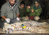 Borzoo, a 3rd Persian leopard fitted with GPS tracking neckband