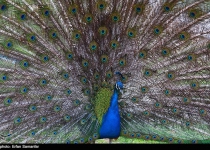 Photos: Birds garden of Isfahan  <img src="https://cdn.theiranproject.com/images/picture_icon.png" width="16" height="16" border="0" align="top">