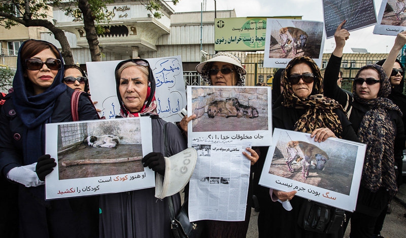 Iranians protest killing of stray dogs