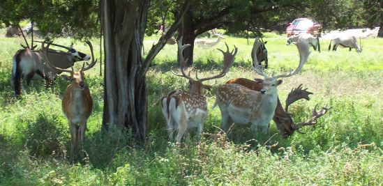 Persian fallow deer forced to find new home