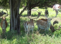 Persian fallow deer forced to find new home